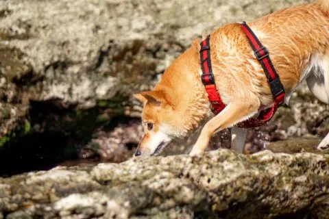 花瓶岩 73 - Travel of Rice 小米遊記