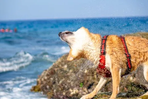 花瓶岩 74 - Travel of Rice 小米遊記