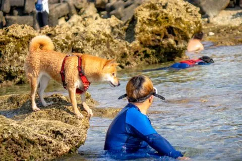 花瓶岩 76 - Travel of Rice 小米遊記