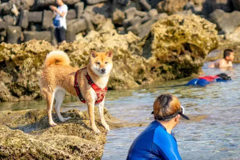 花瓶岩 77 - Travel of Rice 小米遊記