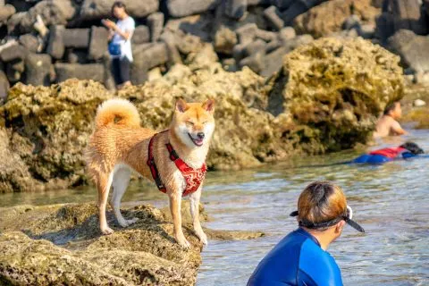 花瓶岩 78 - Travel of Rice 小米遊記