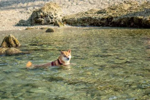 花瓶岩 80 - Travel of Rice 小米遊記