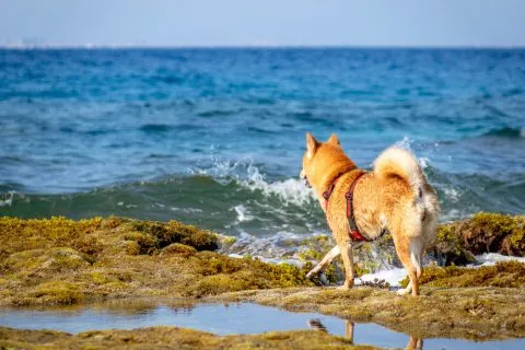 花瓶岩 81 - Travel of Rice 小米遊記
