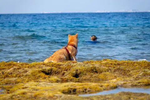 花瓶岩 82 - Travel of Rice 小米遊記