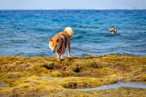 花瓶岩 83 - Travel of Rice 小米遊記