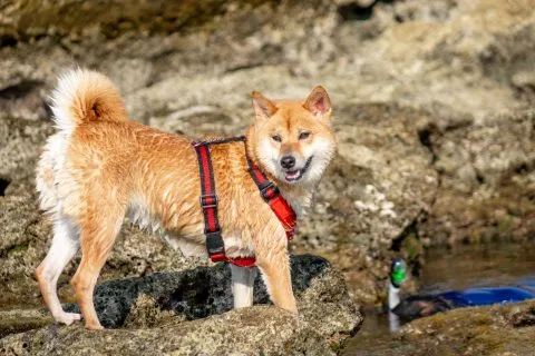 花瓶岩 84 - Travel of Rice 小米遊記