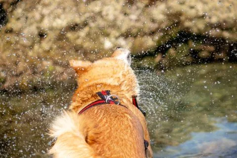 花瓶岩 87 - Travel of Rice 小米遊記