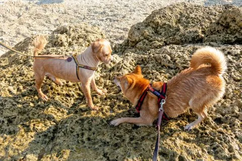 花瓶岩 89 - Travel of Rice 小米遊記