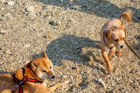 花瓶岩 90 - Travel of Rice 小米遊記