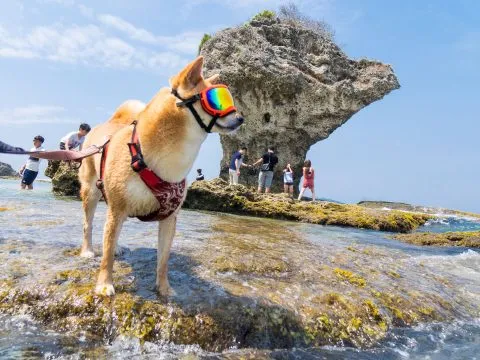 花瓶岩 91 - Travel of Rice 小米遊記