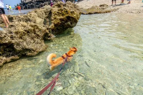 花瓶岩 93 - Travel of Rice 小米遊記