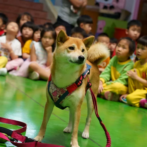 幼任幼兒園/台中神岡 249 - Travel of Rice 小米遊記 幼任幼兒園/台中神岡 245 - Travel of Rice 小米遊記