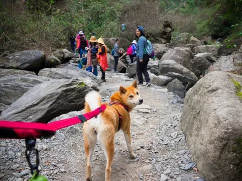 鎮西堡巨木群步道 29 - Travel of Rice 小米遊記 鎮西堡巨木群步道 29 - Travel of Rice 小米遊記