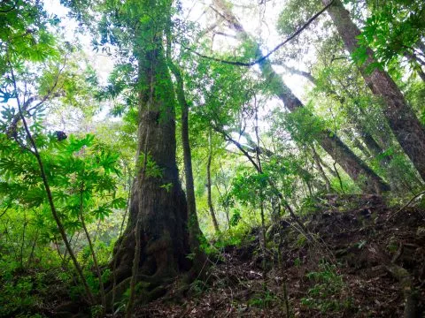 鎮西堡巨木群步道 30 - Travel of Rice 小米遊記 鎮西堡巨木群步道 30 - Travel of Rice 小米遊記