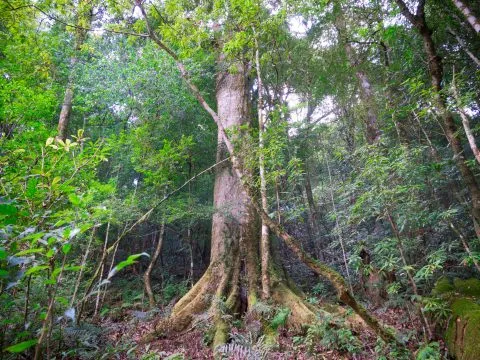 鎮西堡巨木群步道 31 - Travel of Rice 小米遊記 鎮西堡巨木群步道 31 - Travel of Rice 小米遊記