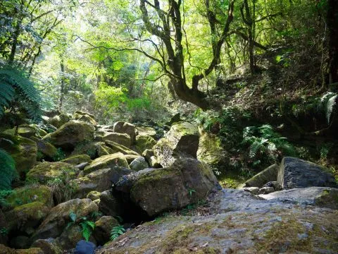 鎮西堡巨木群步道 77 - Travel of Rice 小米遊記