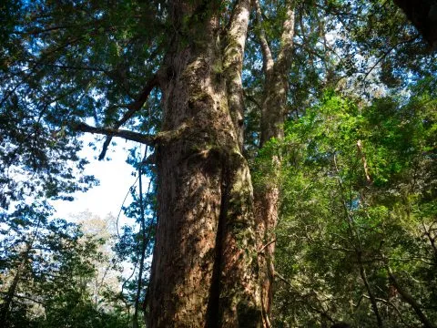 鎮西堡巨木群步道 33 - Travel of Rice 小米遊記 鎮西堡巨木群步道 33 - Travel of Rice 小米遊記