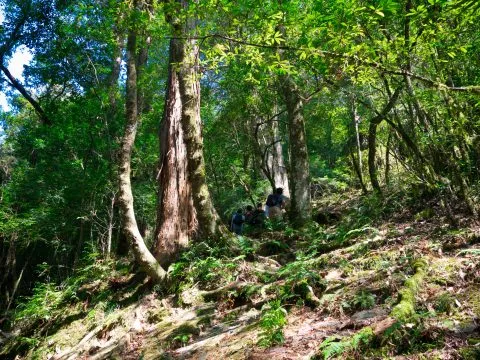 鎮西堡巨木群步道 34 - Travel of Rice 小米遊記 鎮西堡巨木群步道 34 - Travel of Rice 小米遊記