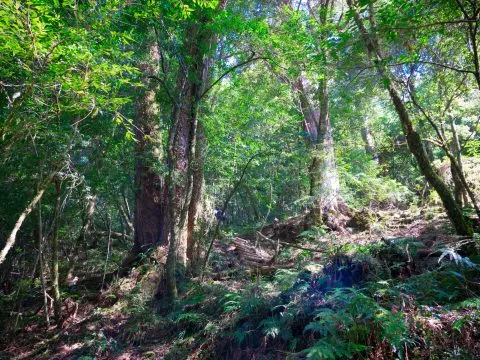 鎮西堡巨木群步道 35 - Travel of Rice 小米遊記 鎮西堡巨木群步道 35 - Travel of Rice 小米遊記