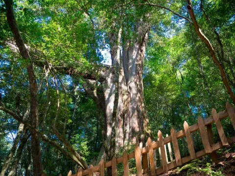 鎮西堡巨木群步道 36 - Travel of Rice 小米遊記 鎮西堡巨木群步道 36 - Travel of Rice 小米遊記