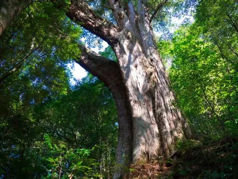 鎮西堡巨木群步道 37 - Travel of Rice 小米遊記 鎮西堡巨木群步道 37 - Travel of Rice 小米遊記