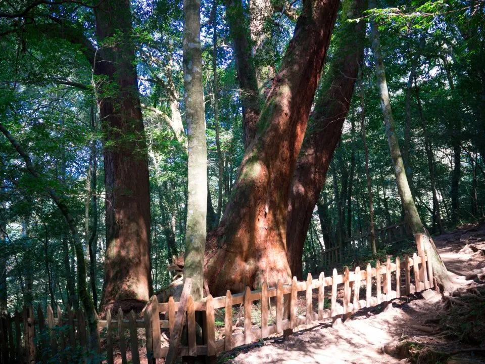 鎮西堡巨木群步道 92 - Travel of Rice 小米遊記