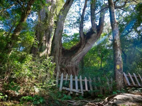 鎮西堡巨木群步道 39 - Travel of Rice 小米遊記 鎮西堡巨木群步道 39 - Travel of Rice 小米遊記