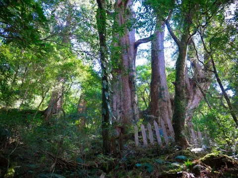 鎮西堡巨木群步道 40 - Travel of Rice 小米遊記 鎮西堡巨木群步道 40 - Travel of Rice 小米遊記