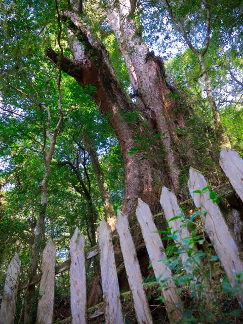 鎮西堡巨木群步道 102 - Travel of Rice 小米遊記