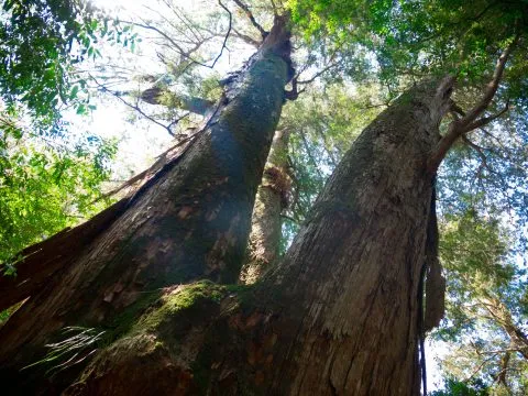 鎮西堡巨木群步道 41 - Travel of Rice 小米遊記 鎮西堡巨木群步道 41 - Travel of Rice 小米遊記