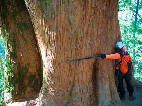 鎮西堡巨木群步道 42 - Travel of Rice 小米遊記 鎮西堡巨木群步道 42 - Travel of Rice 小米遊記