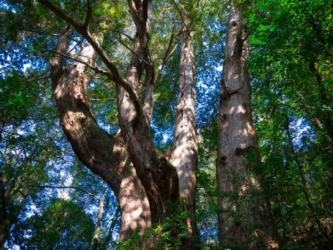 鎮西堡巨木群步道 43 - Travel of Rice 小米遊記 鎮西堡巨木群步道 43 - Travel of Rice 小米遊記