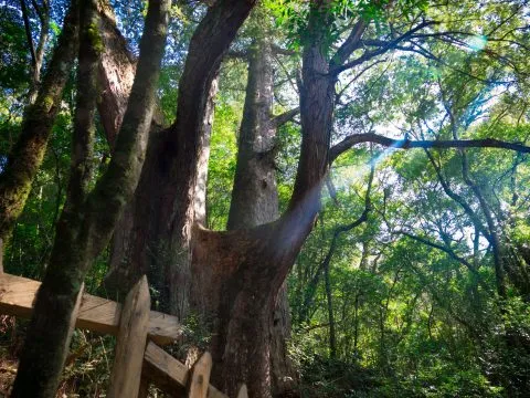 鎮西堡巨木群步道 44 - Travel of Rice 小米遊記 鎮西堡巨木群步道 44 - Travel of Rice 小米遊記