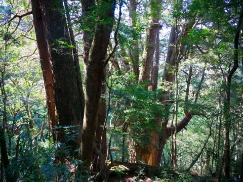 鎮西堡巨木群步道 45 - Travel of Rice 小米遊記 鎮西堡巨木群步道 45 - Travel of Rice 小米遊記