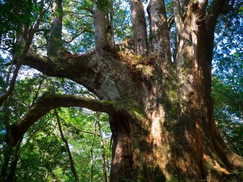 鎮西堡巨木群步道 46 - Travel of Rice 小米遊記 鎮西堡巨木群步道 46 - Travel of Rice 小米遊記