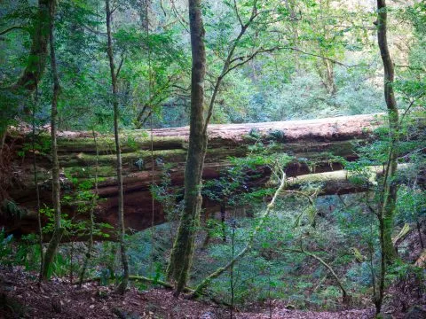 鎮西堡巨木群步道 47 - Travel of Rice 小米遊記 鎮西堡巨木群步道 47 - Travel of Rice 小米遊記