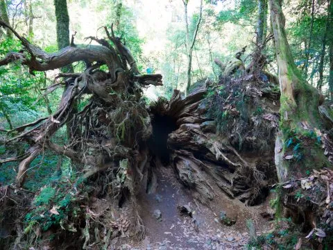 鎮西堡巨木群步道 48 - Travel of Rice 小米遊記 鎮西堡巨木群步道 48 - Travel of Rice 小米遊記