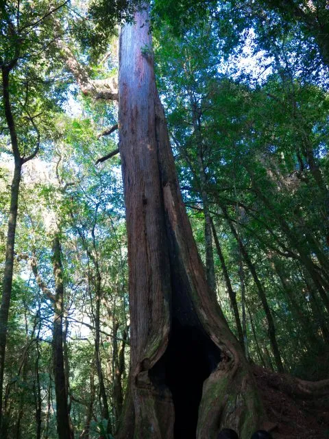 鎮西堡巨木群步道 49 - Travel of Rice 小米遊記 鎮西堡巨木群步道 49 - Travel of Rice 小米遊記