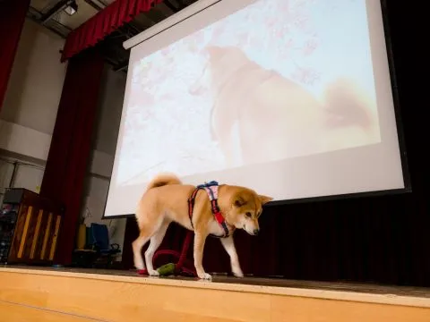 龍華國小/高雄鼓山 33 - Travel of Rice 小米遊記 龍華國小/高雄鼓山 33 - Travel of Rice 小米遊記