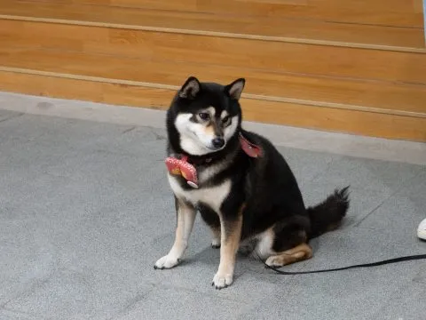 龍華國小/高雄鼓山 38 - Travel of Rice 小米遊記 龍華國小/高雄鼓山 38 - Travel of Rice 小米遊記