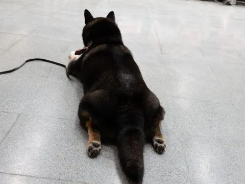 龍華國小/高雄鼓山 43 - Travel of Rice 小米遊記 龍華國小/高雄鼓山 43 - Travel of Rice 小米遊記