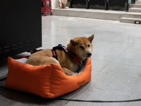 龍華國小/高雄鼓山 44 - Travel of Rice 小米遊記 龍華國小/高雄鼓山 44 - Travel of Rice 小米遊記