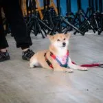 天生國小／新北淡水 44 - Travel of Rice 小米遊記