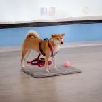 天生國小／新北淡水 50 - Travel of Rice 小米遊記