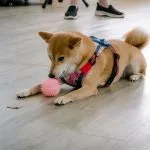 天生國小／新北淡水 53 - Travel of Rice 小米遊記