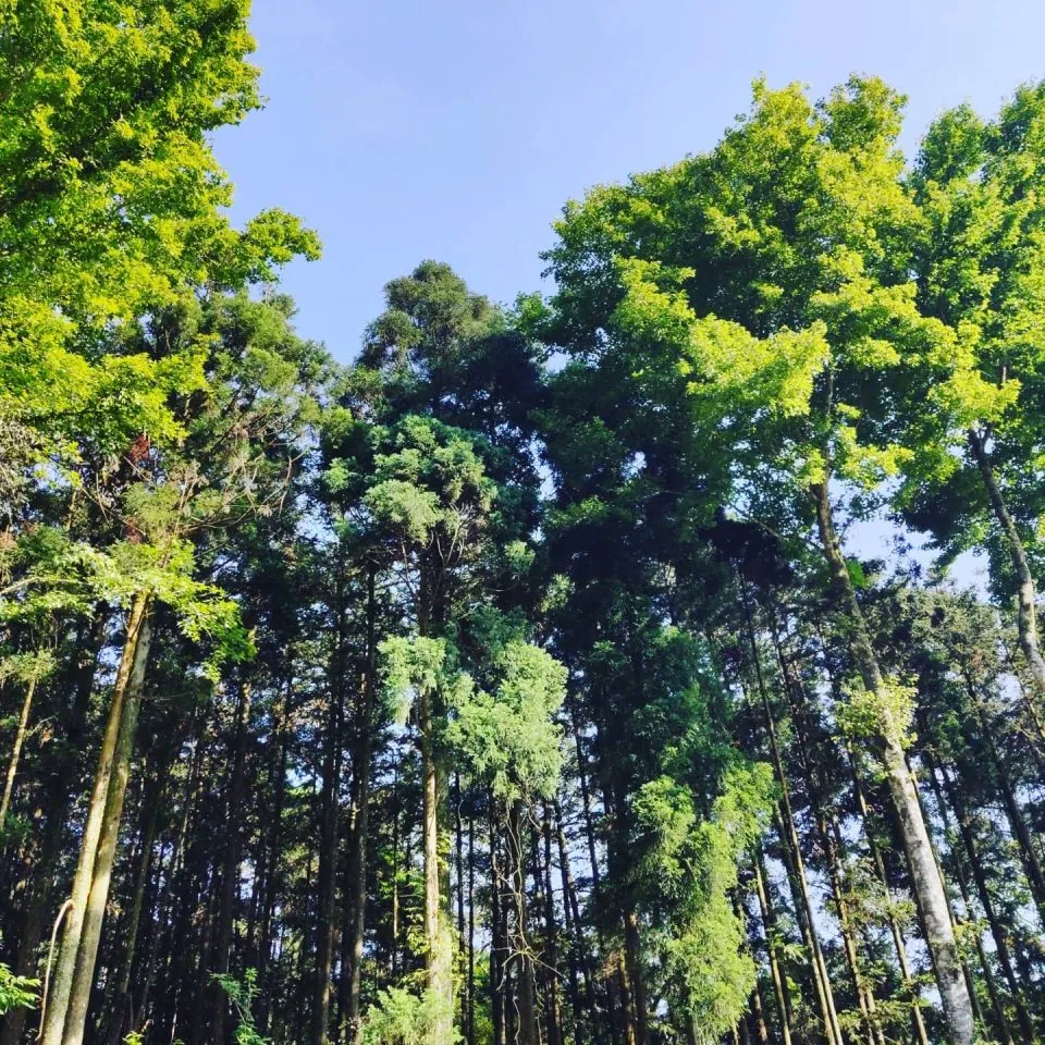 森窯 have a Picnic 101 - Travel of Rice 小米遊記 森窯 have a Picnic 101 - Travel of Rice 小米遊記