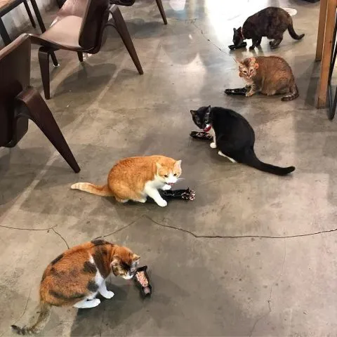 Toast Chat 33 - Travel of Rice 小米遊記