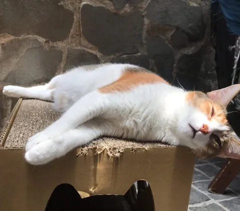 Toast Chat 34 - Travel of Rice 小米遊記