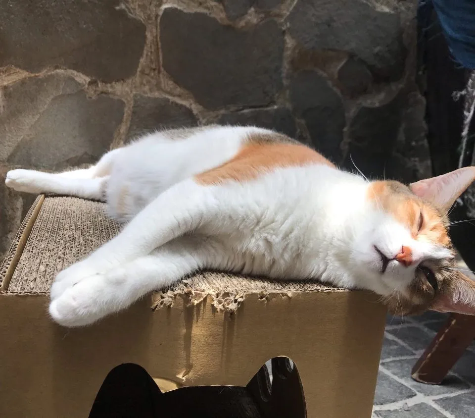Toast Chat 34 - Travel of Rice 小米遊記 Toast Chat 34 - Travel of Rice 小米遊記