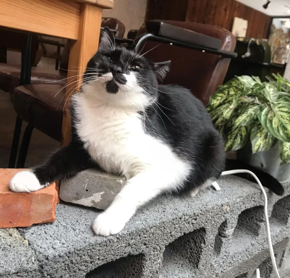 Toast Chat 43 - Travel of Rice 小米遊記 Toast Chat 43 - Travel of Rice 小米遊記